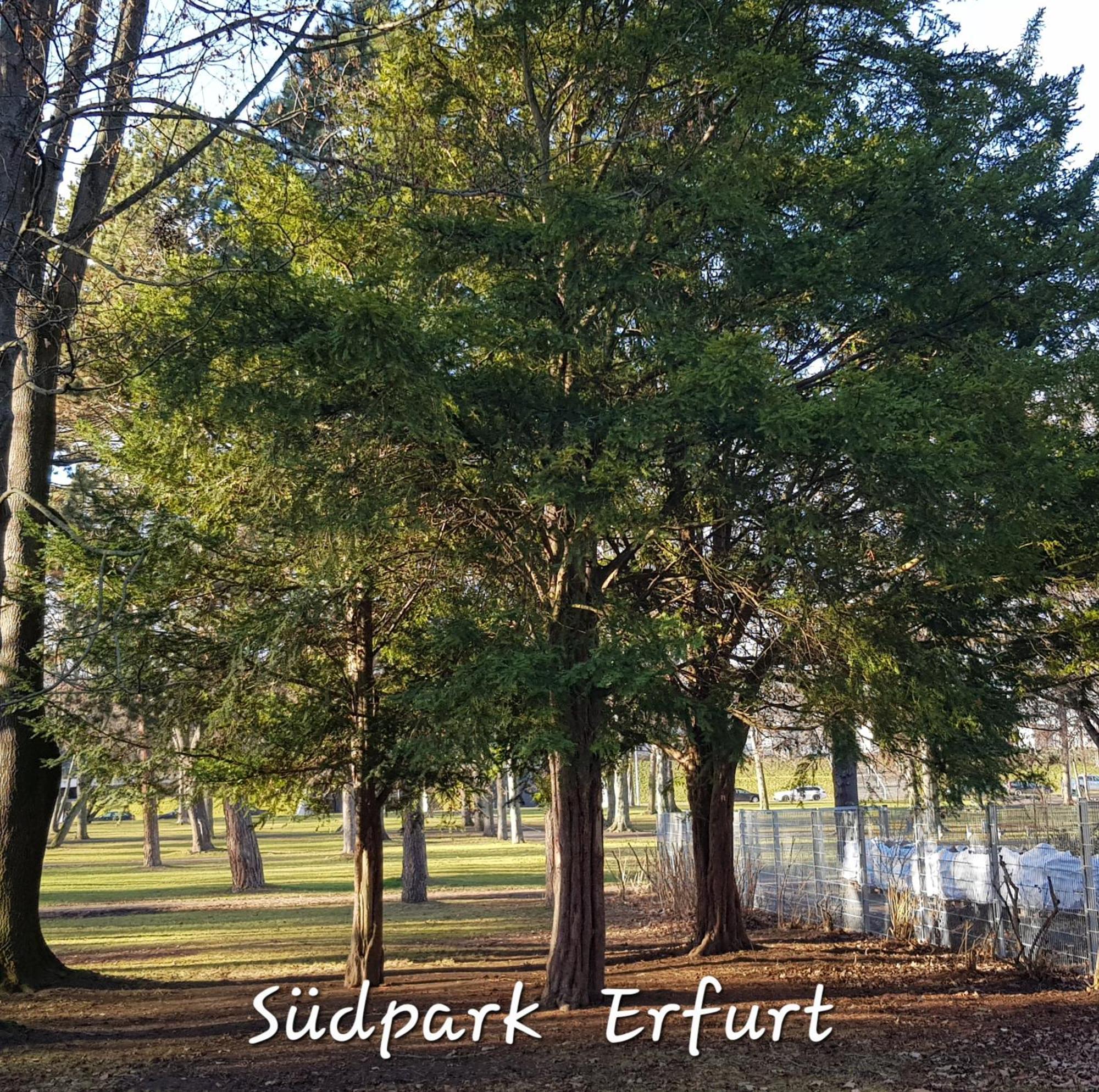 Apartment Am Suedpark Erfurt - Inkl Garten Mit Sitzlounge - Zentrumsnah Eksteriør bilde